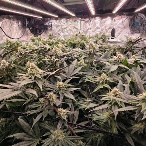 Gg4 21A growlog timeline photo