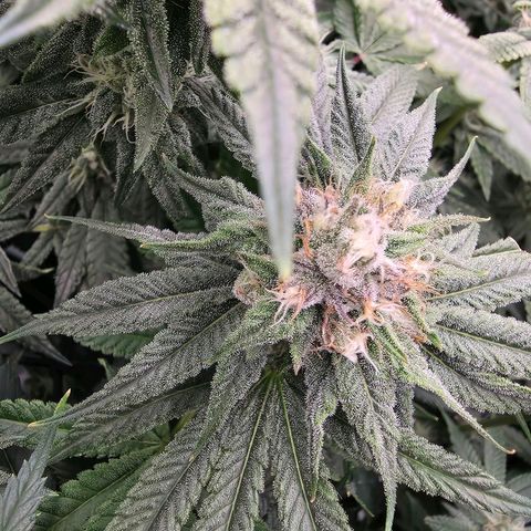 Gg4 22A growlog timeline photo