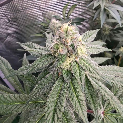 Gg4 22A growlog timeline photo