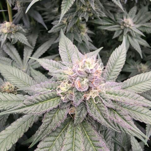 Gg4 22A growlog timeline photo