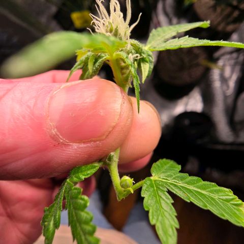 Gelly momma 21A growlog timeline photo