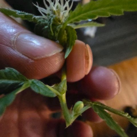 Gelly momma 21A growlog timeline photo