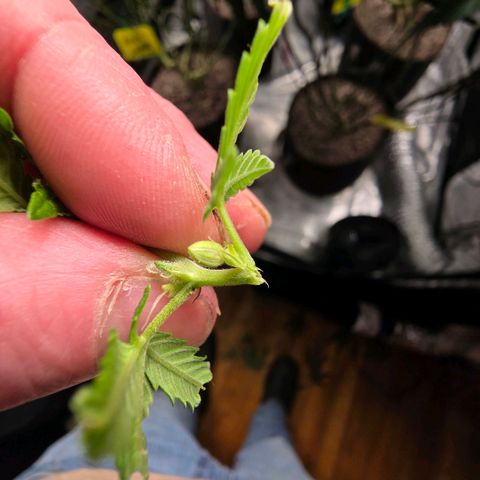 Gelly momma 21A growlog timeline photo