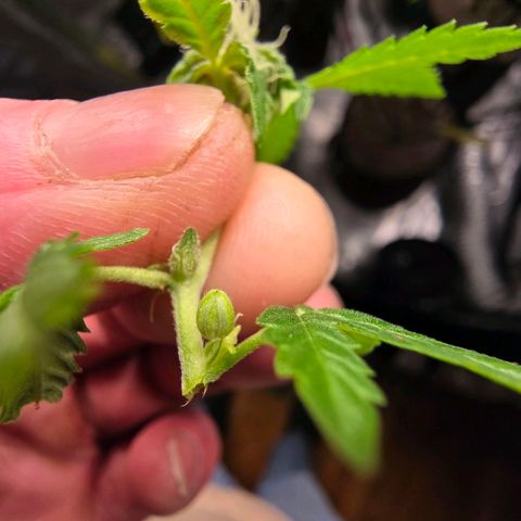 Gelly momma 21A growlog timeline photo