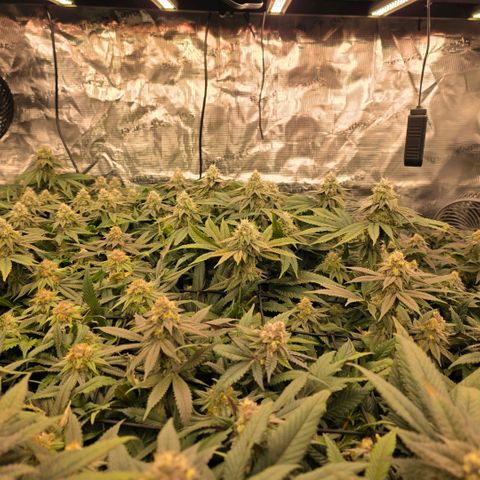 Gelly momma 21A growlog timeline photo