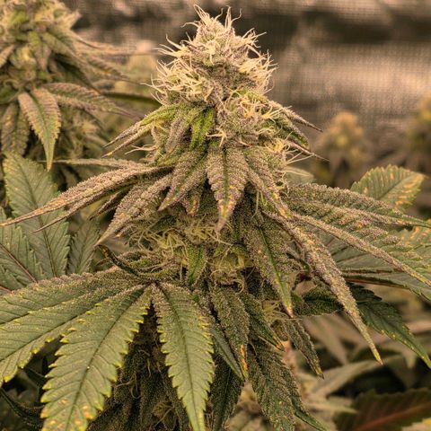Gelly momma 21A growlog timeline photo