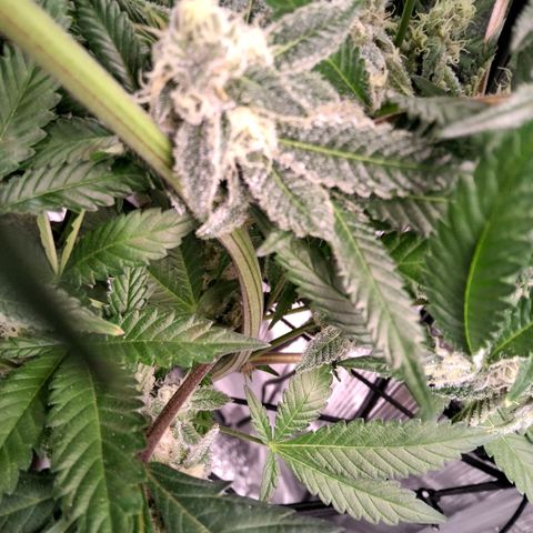 Gelly momma 21A growlog timeline photo
