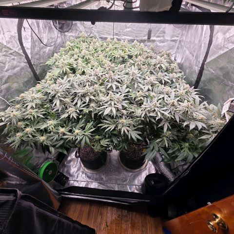 Gg4 22A growlog timeline photo