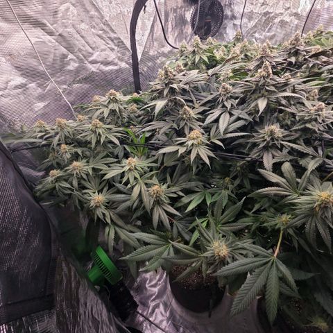 Gg4 22A growlog timeline photo