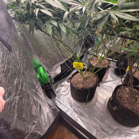 Gg4 22A growlog timeline photo