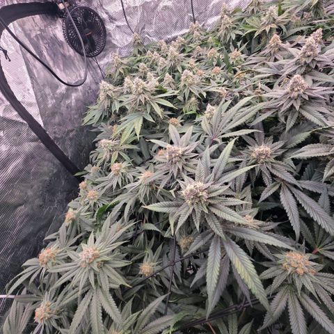 Gg4 22A growlog timeline photo