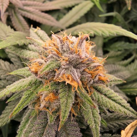 Gg4 22A growlog timeline photo