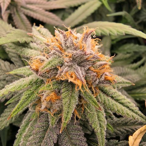Gg4 22A growlog timeline photo