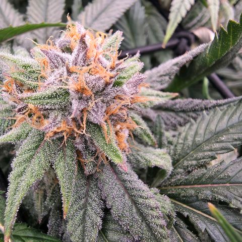 Gg4 22A growlog timeline photo
