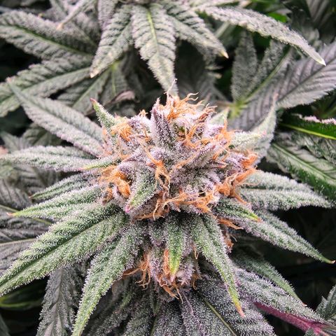 Gg4 22A growlog timeline photo