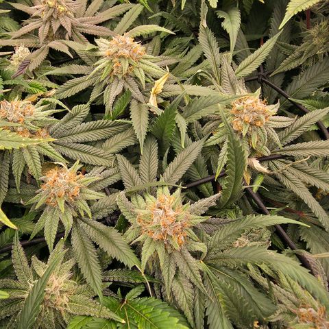 Gg4 22A growlog timeline photo