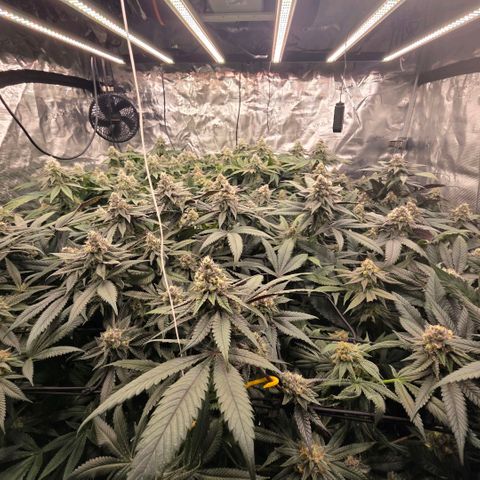 Gelly momma 21A growlog timeline photo