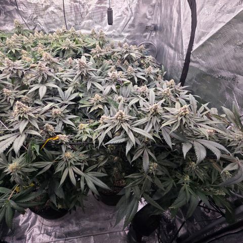 Gelly momma 21A growlog timeline photo