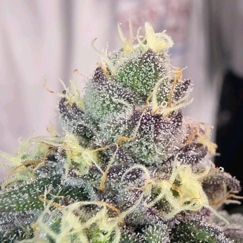 Gelly momma 21A growlog timeline photo
