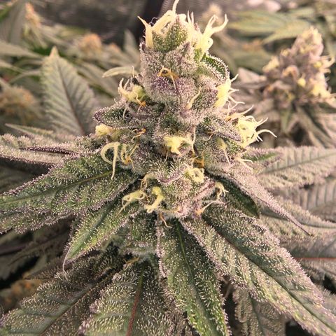 Gelly momma 21A growlog timeline photo