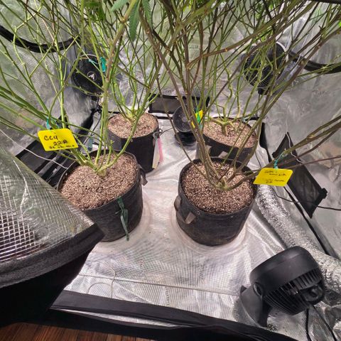 Gelly momma 21A growlog timeline photo