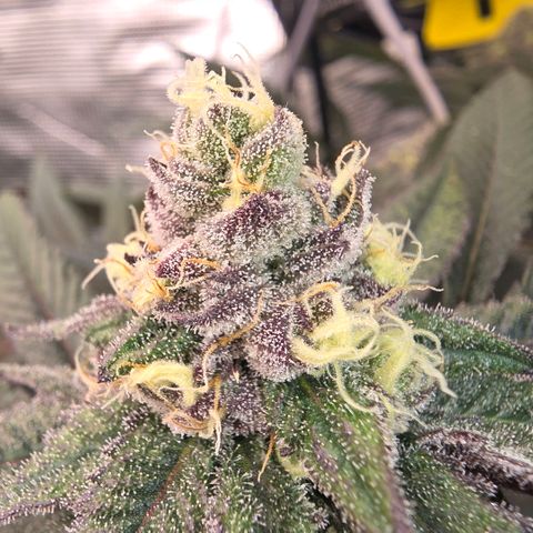 Gelly momma 21A growlog timeline photo