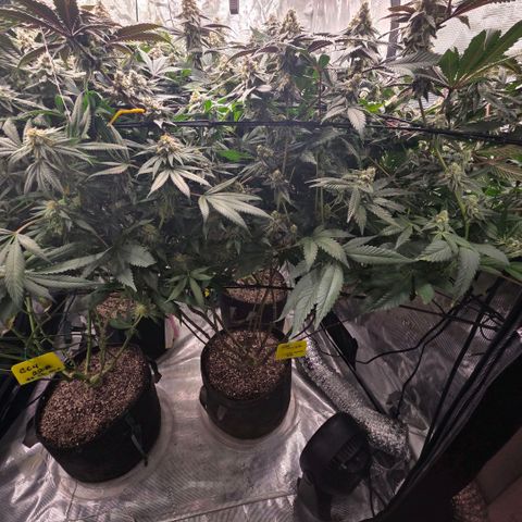 Gelly momma 21A growlog timeline photo