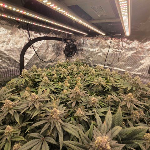 Gg4 21A growlog timeline photo