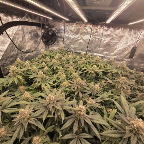 Gg4 21A growlog timeline photo