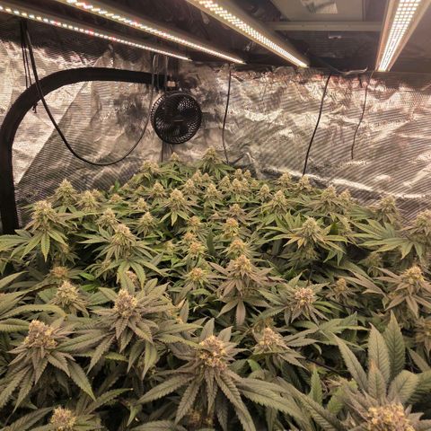 Gg4 21A growlog timeline photo