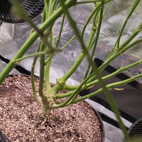 Gg4 21A growlog timeline photo