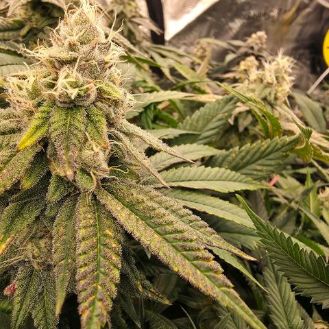 Gg4 21A growlog timeline photo