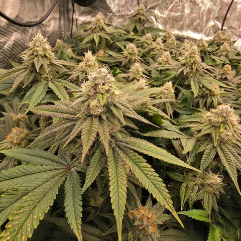 Gg4 21A growlog timeline photo