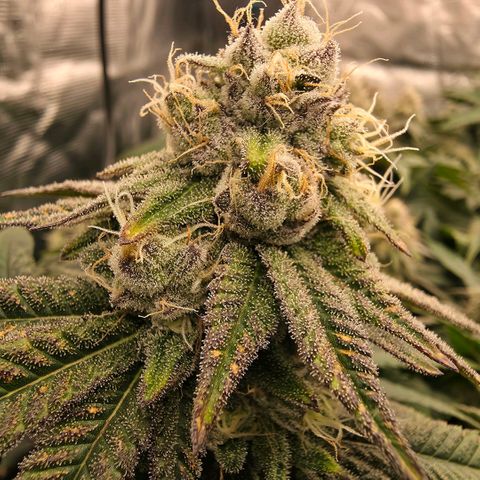Gg4 21A growlog timeline photo