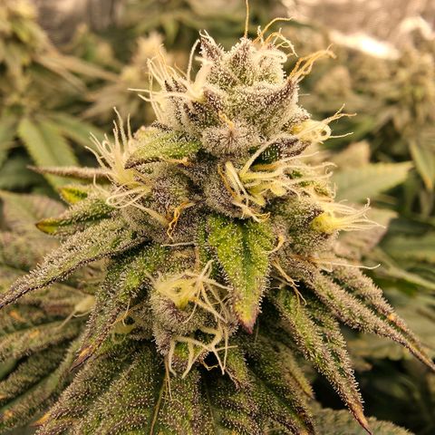 Gg4 21A growlog timeline photo