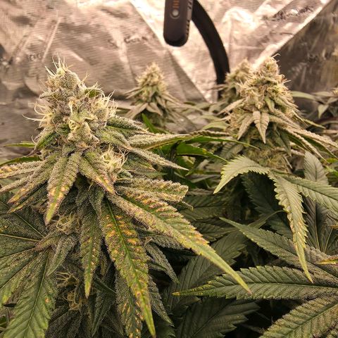 Gg4 21A growlog timeline photo