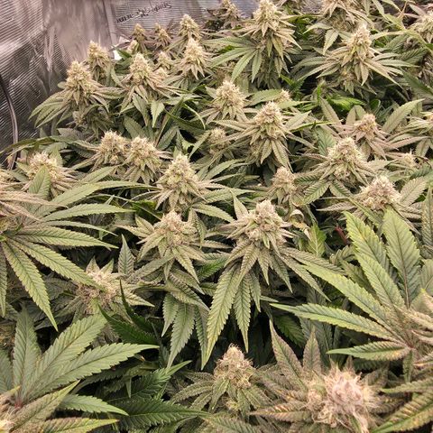 Gg4 21A growlog timeline photo