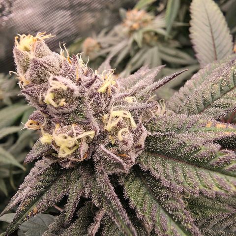 Gelly momma 21A growlog timeline photo
