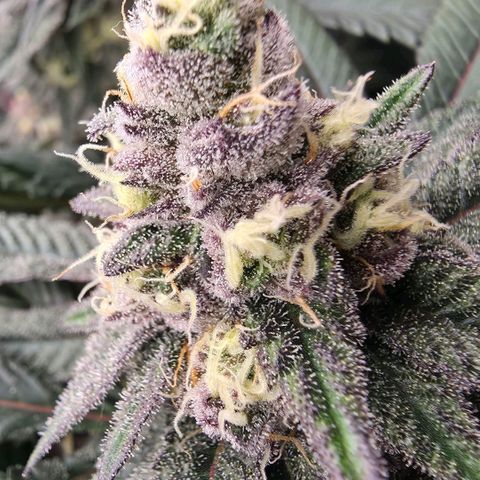 Gelly momma 21A growlog timeline photo