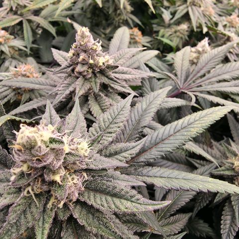 Gelly momma 21A growlog timeline photo