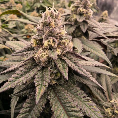 Gelly momma 21A growlog timeline photo