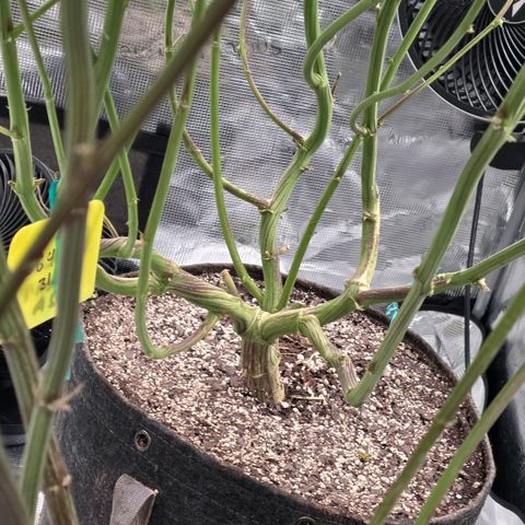 Black phoenix 22A growlog timeline photo