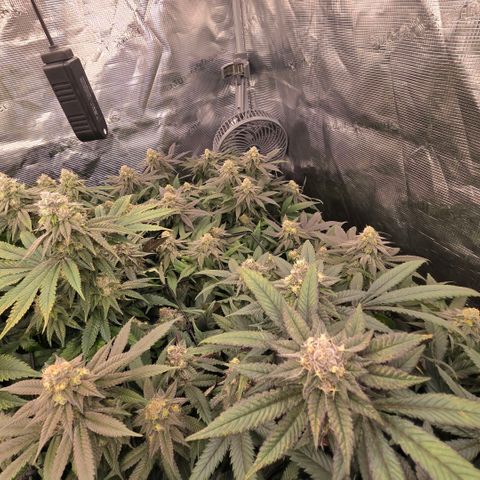 Black phoenix 22A growlog timeline photo