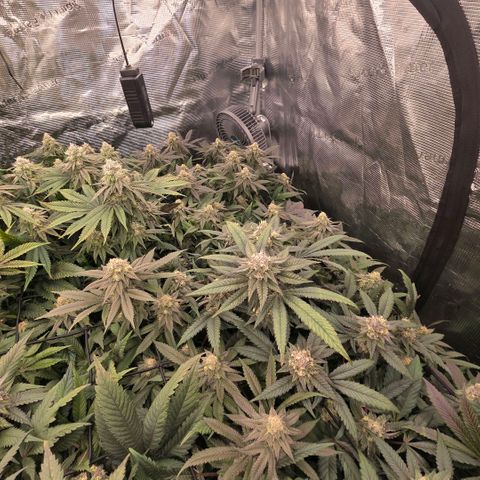 Black phoenix 22A growlog timeline photo