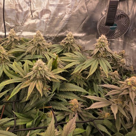 Gelly momma 21A growlog timeline photo