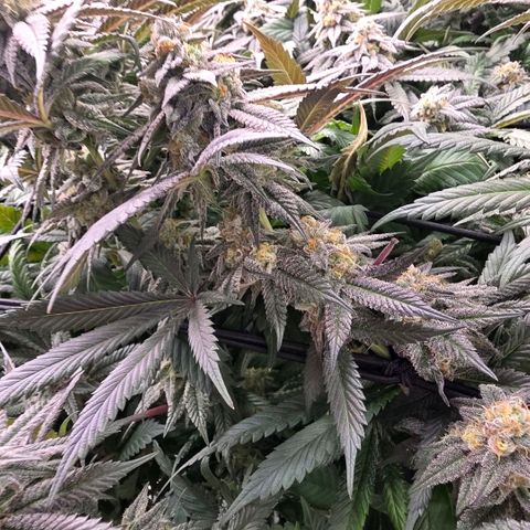 Gelly momma 21A growlog timeline photo