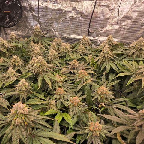 Gelly momma 21A growlog timeline photo