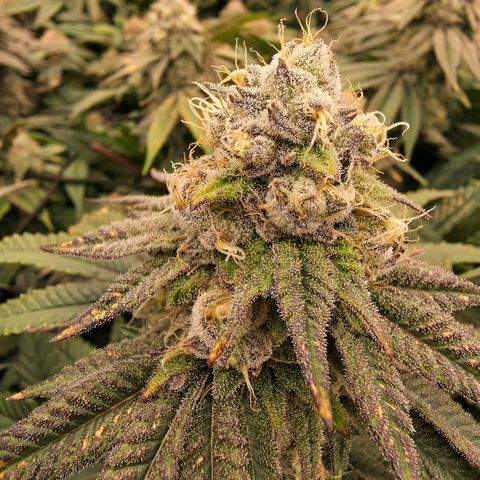 Gelly momma 21A growlog timeline photo
