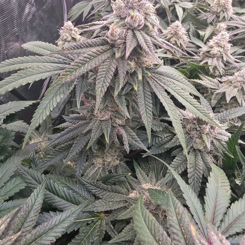 Gelly momma 21A growlog timeline photo