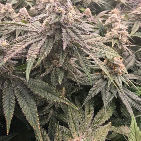 Gelly momma 21A growlog timeline photo